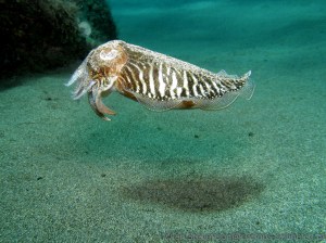 cuttlefish